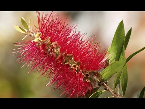 Poda de la planta limpiatubos: técnicas y consejos expertos en botánica
