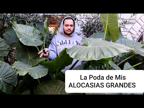 Podar la planta oreja de elefante: guía completa para un cuidado óptimo