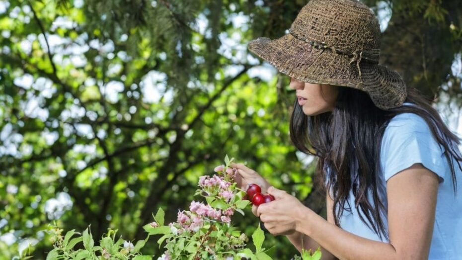 Cómo podar plantas y arbustos perennes de jardín