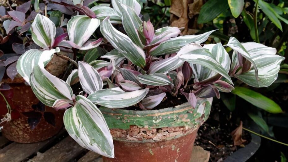 Cómo propagar la tradescantia de manera fácil