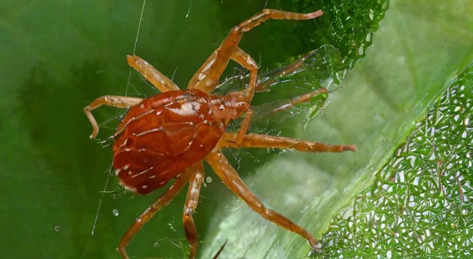 Cómo proteger tus tomates de la araña roja: métodos preventivos y curativos