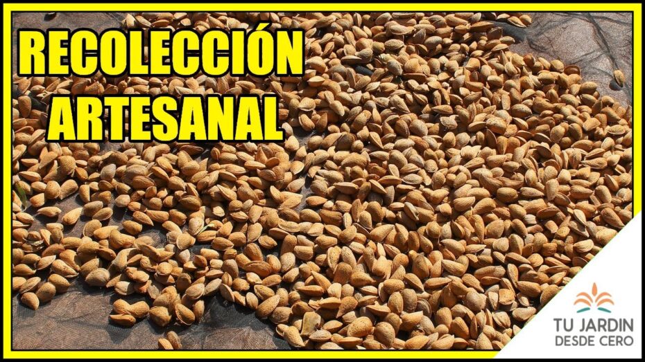 Recogida de almendras: Consejos y técnicas para una cosecha exitosa