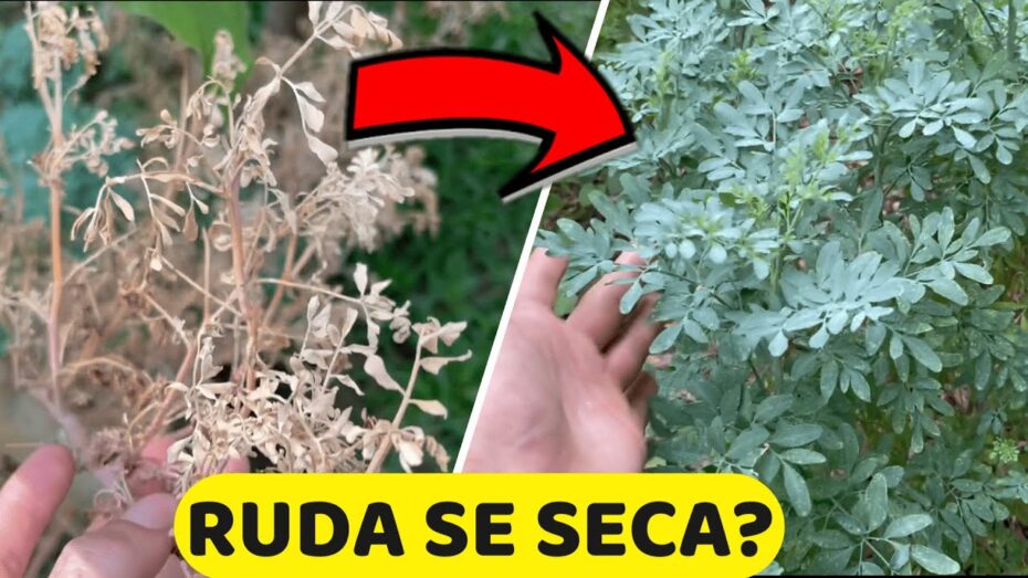 Recuperando una ruda seca: consejos expertos en botánica para revitalizarla