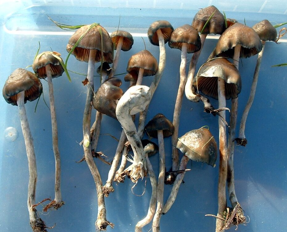 Recupera fácilmente un seto seco: consejos y técnicas de jardinería