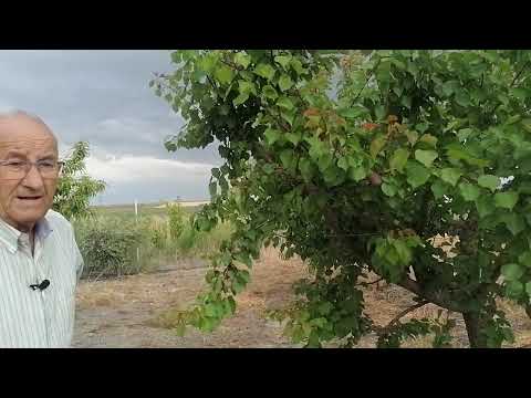 Regar árboles: Guía completa para un riego adecuado y saludable