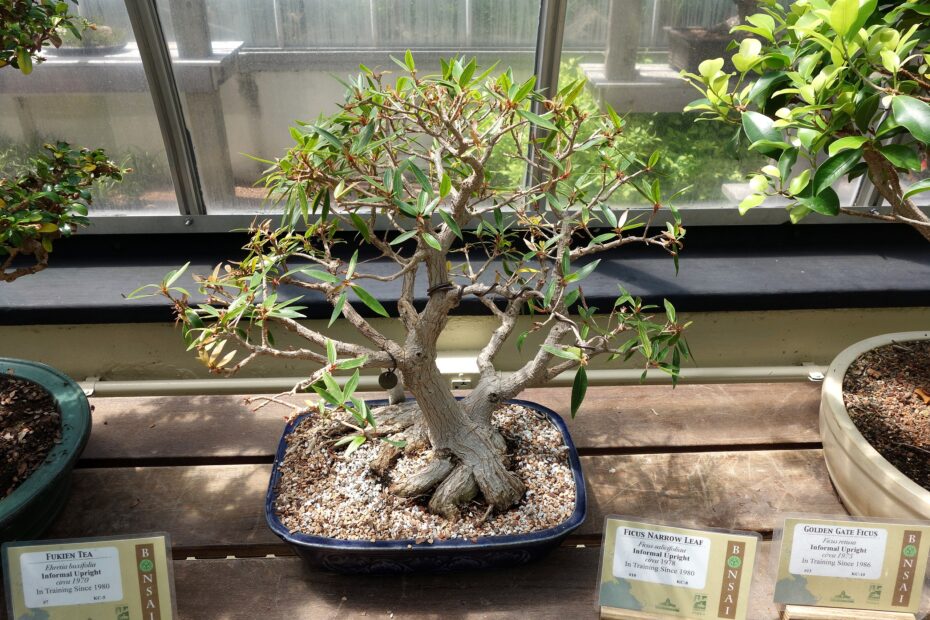 Riego óptimo para un bonsái ficus: consejos y técnicas