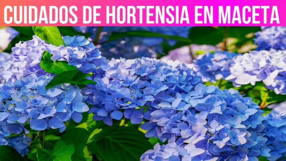 Riego de hortensias en maceta: Cómo hacerlo correctamente