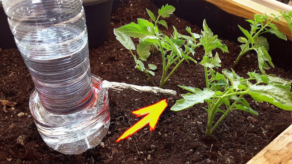 Riego de jardín en vacaciones: cómo mantener tus plantas saludables