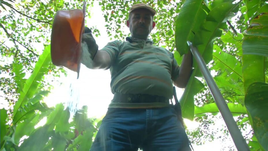 Reproducción de heliconias: aprende cómo multiplicar estas hermosas plantas.