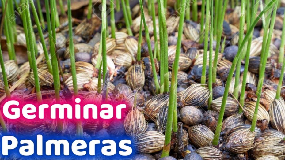 Reproducción de palmeras: Aprende cómo se reproducen estas fascinantes plantas