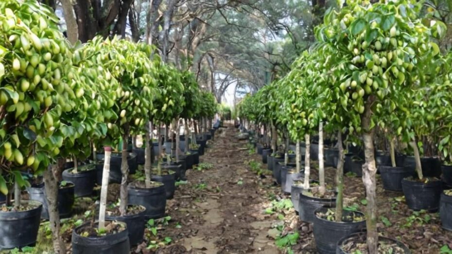 Cómo reproducir un ficus por hojas: ¿es posible?