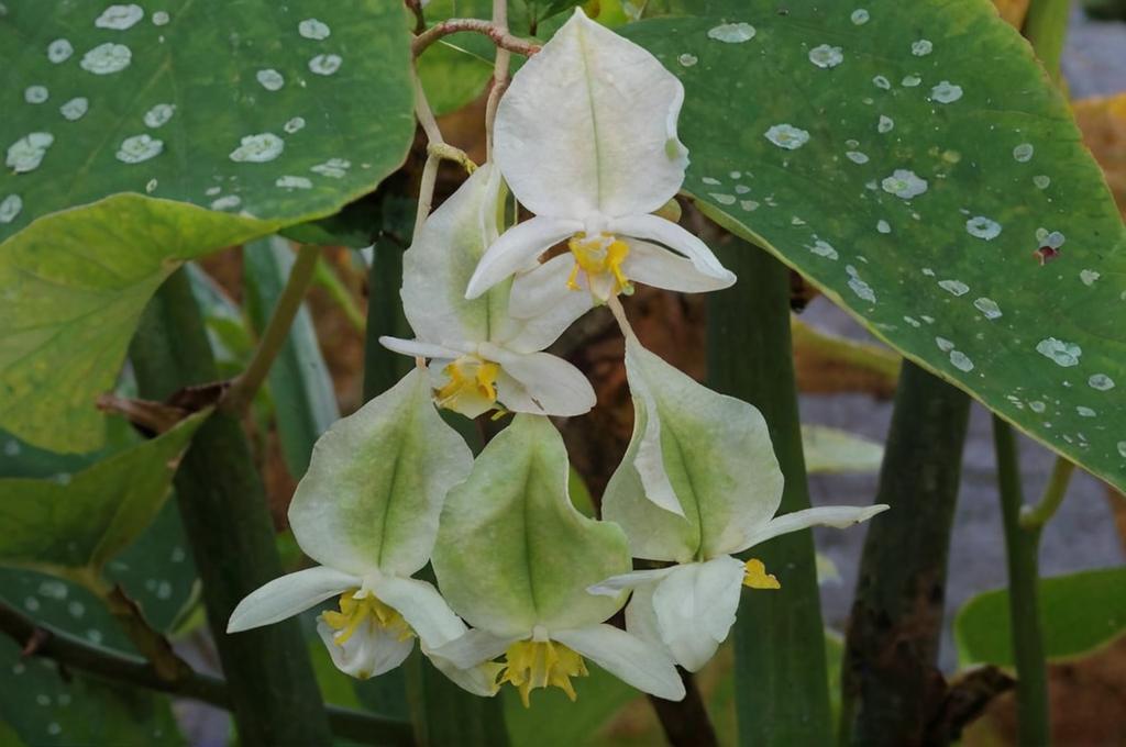 Cómo reproducir una begonia maculata
