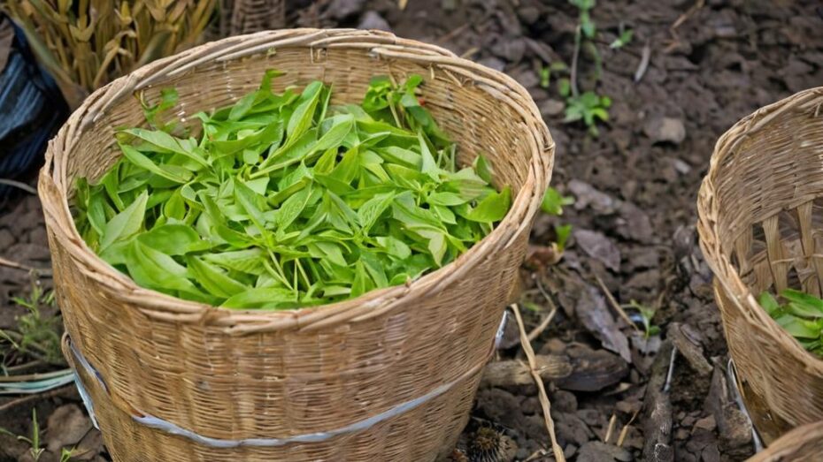 Cómo reutilizar bolsitas de té para fabricar compost