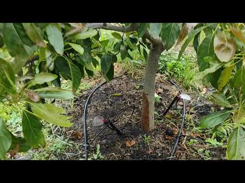 Riego del aguacate: todo lo que necesitas saber para un óptimo crecimiento