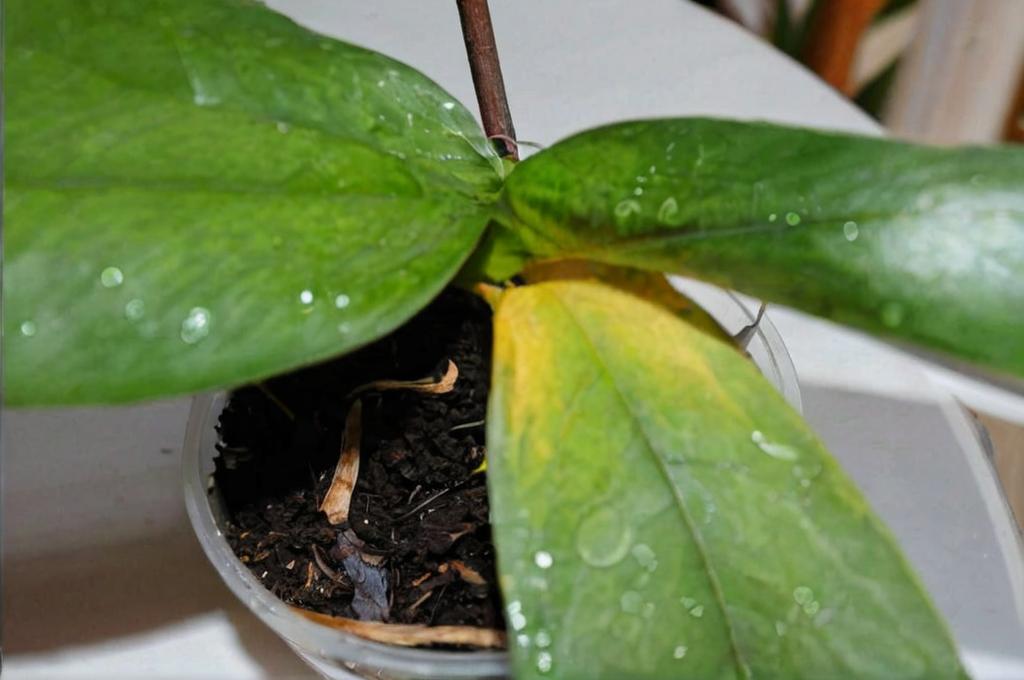 Cómo saber si una orquídea está enferma