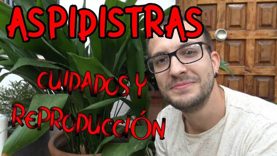 Sanear una aspidistra: Guía experta para el cuidado y mantenimiento de esta planta
