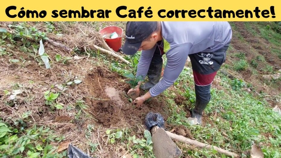 Sembrar café: Guía completa para cultivar y cuidar tus propias plantas de café
