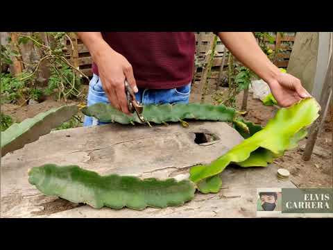 Siembra del fruto del haya: cómo hacerlo paso a paso