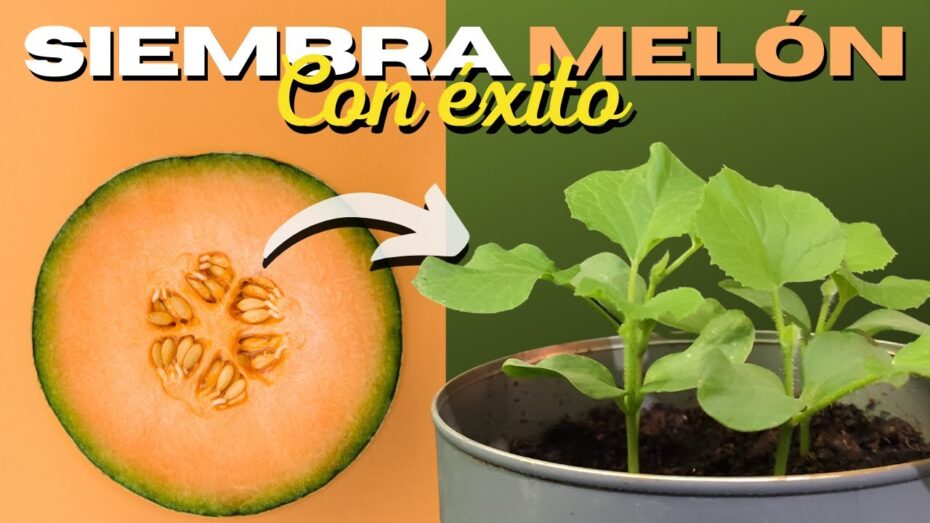 Sembrar melones: Guía completa para cultivar estas deliciosas frutas en casa
