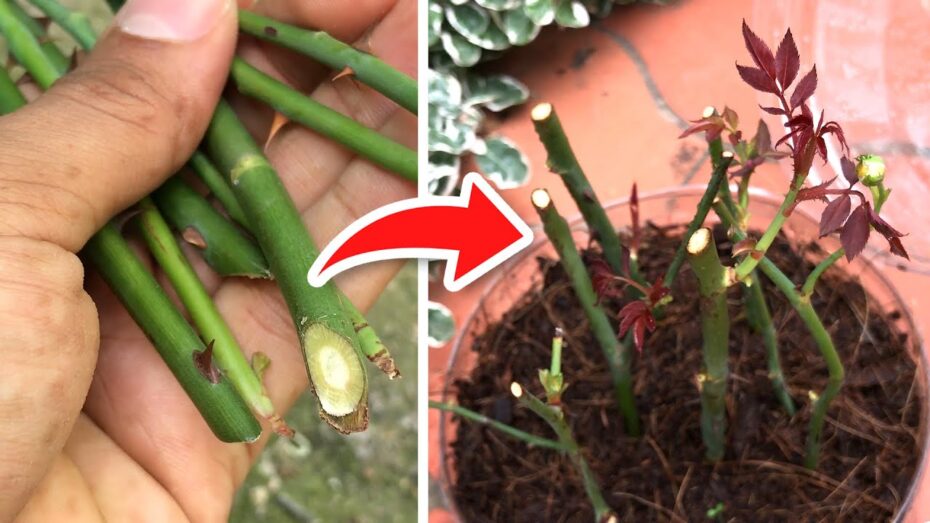 Sembrar rosales: Guía completa para cultivar estas hermosas plantas