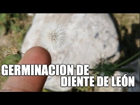 Guía completa: Cómo sembrar semillas de diente de león y lograr un exitoso cultivo