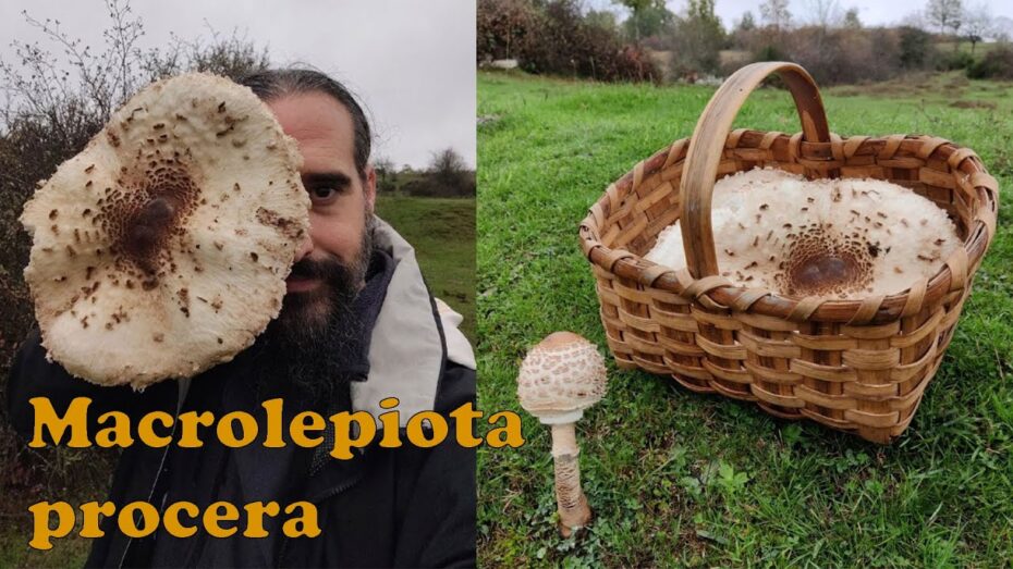 Lepiota: Descubre cómo son estas tóxicas setas