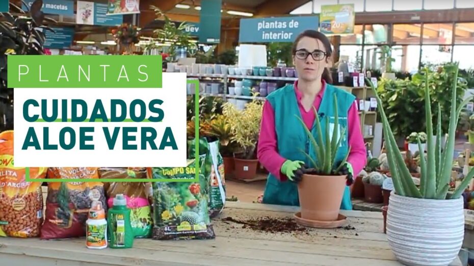 Trasplante de Aloe vera: Cómo hacerlo correctamente para el crecimiento saludable de tus plantas