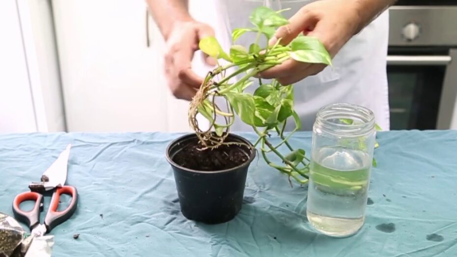 Trasplante de poto: Guía completa para cuidar y renovar tu planta