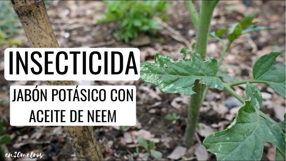 Aceite de Neem y jabón potásico: guía completa para su uso eficaz en el cuidado de las plantas