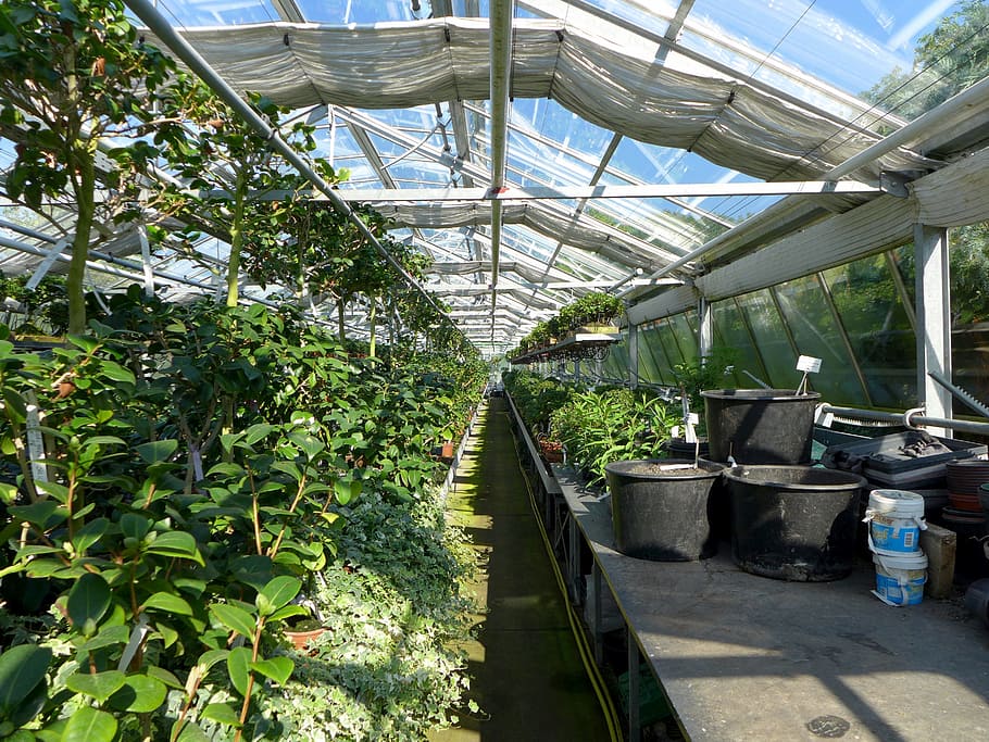 Guía completa: Cómo comprar invernaderos pequeños para cultivar plantas y flores