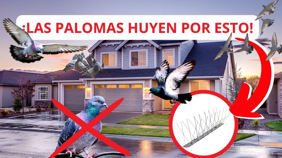Pinchos antipalomas: Cómo comprar y elegir la mejor opción para proteger tu espacio