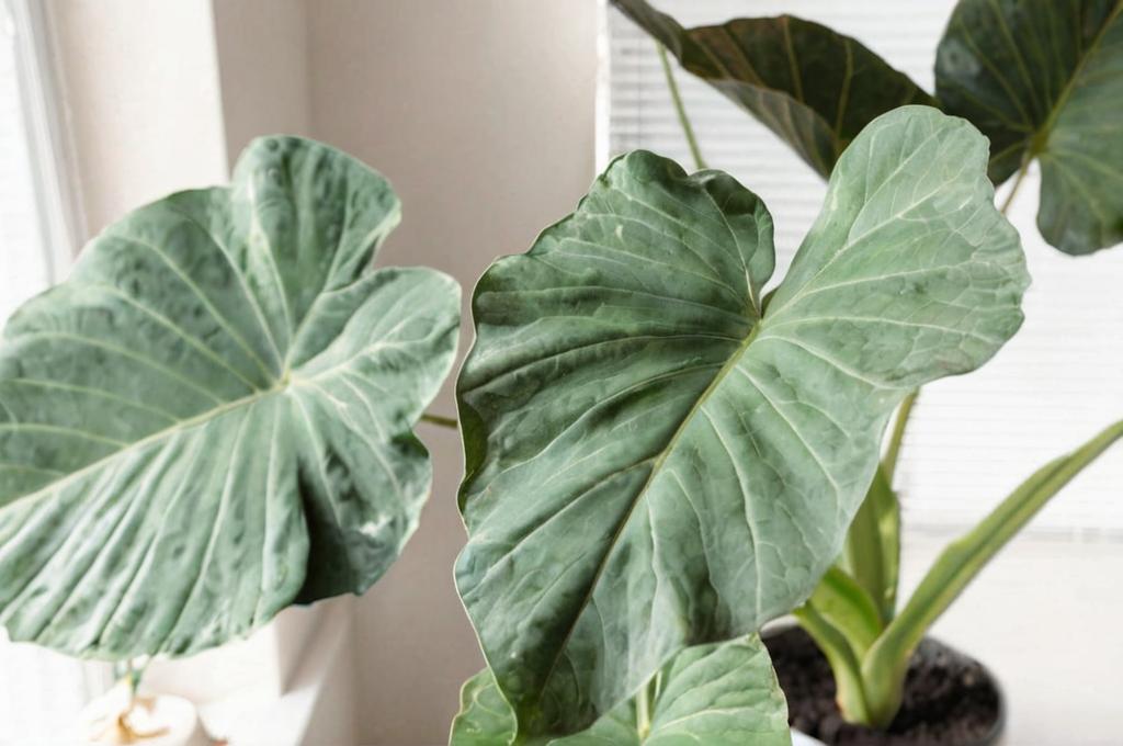 Conoce la Alocasia Regal Shield