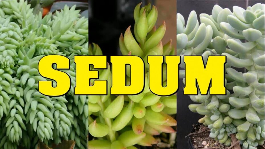 Variedades de Sedum: Conoce las diferentes opciones de estas plantas suculentas