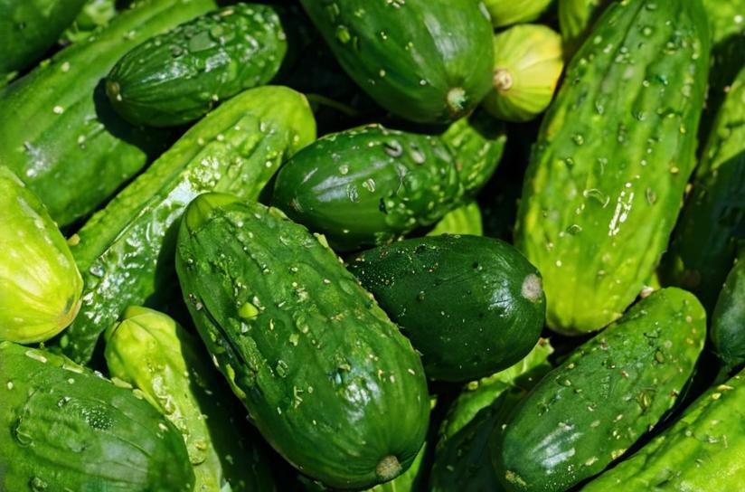 Consejos para el cultivo del pepino