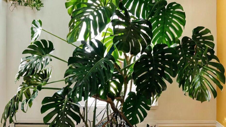 Consejos para tener una monstera perfecta
