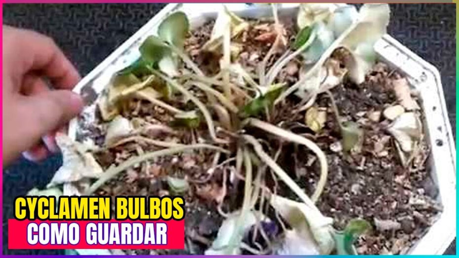 Conservación del ciclamen: Cómo mantenerlo de un año para otro