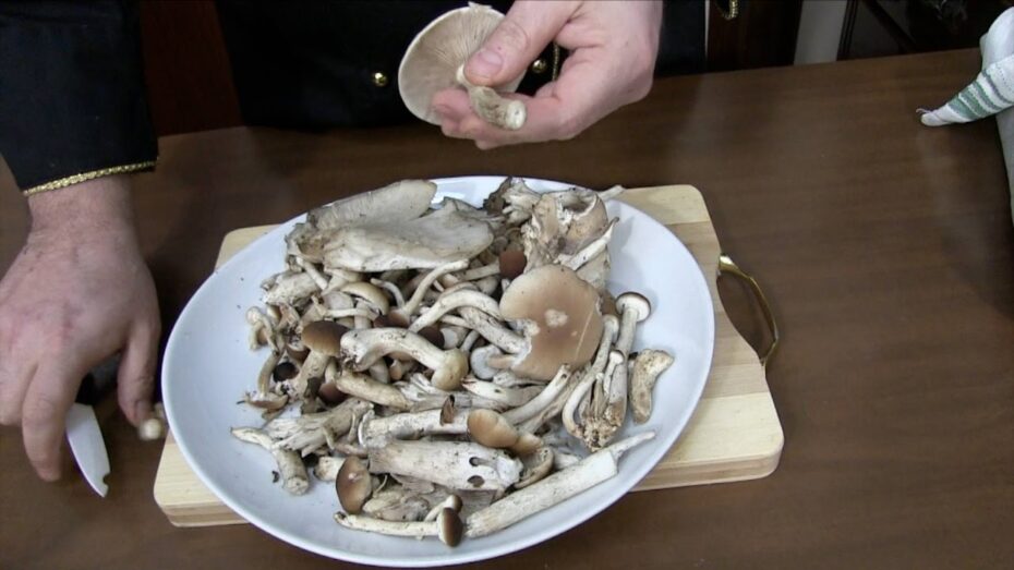 Conservación de setas: Descubre cómo mantenerlas frescas y sabrosas