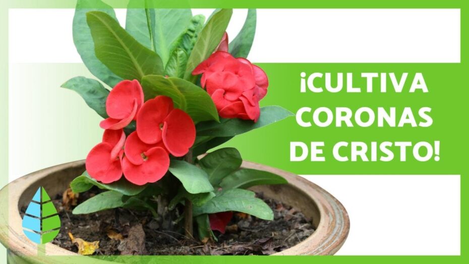Cuidados de la Corona de Cristo: Todo lo que debes saber sobre esta planta