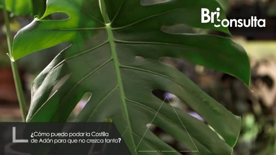 Podar una monstera: Cuándo y cómo realizar esta importante tarea de jardinería