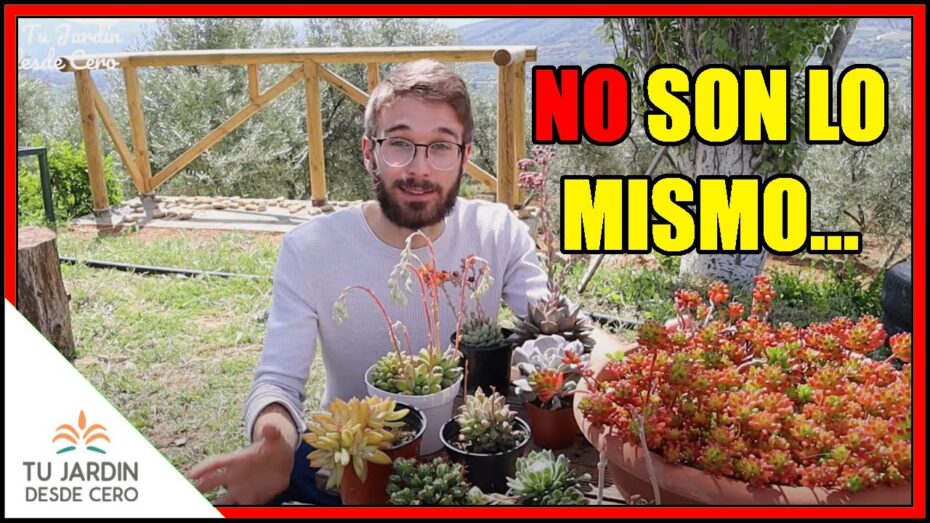Crasas y suculentas: Descubre las similitudes entre estas plantas