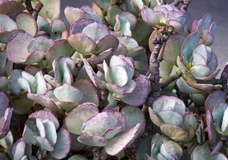 Crassula arborescens: características y cuidados más importantes