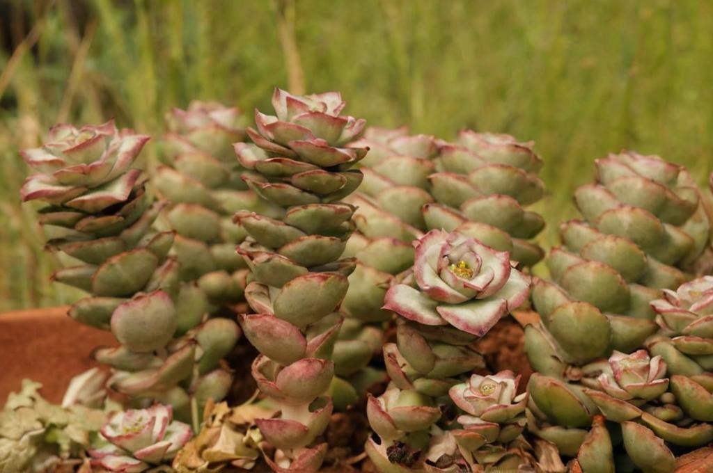 Crassula rupestris: características principales y cuidados