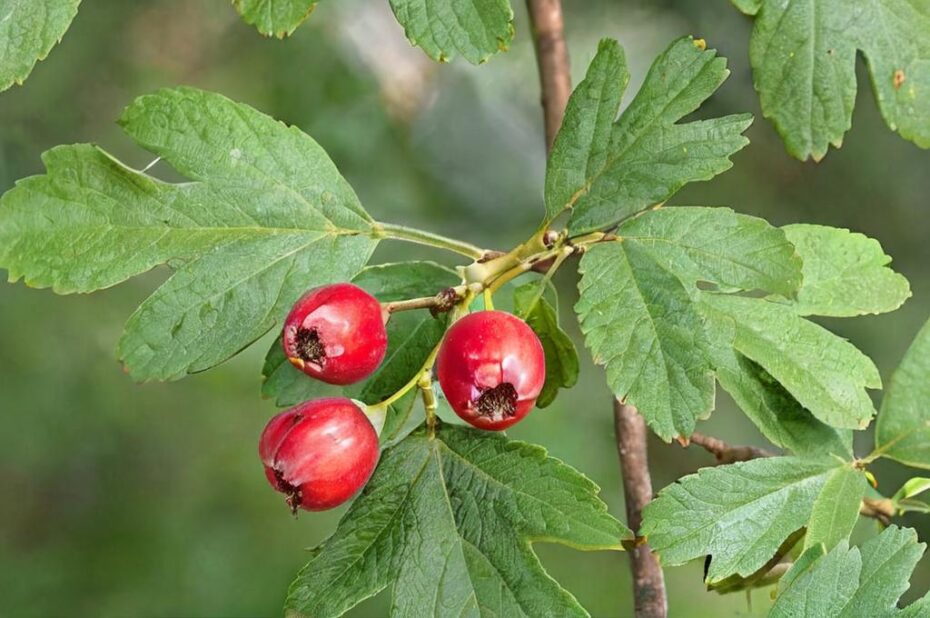 Crataegus monogyna; el árbol de los mil nombres