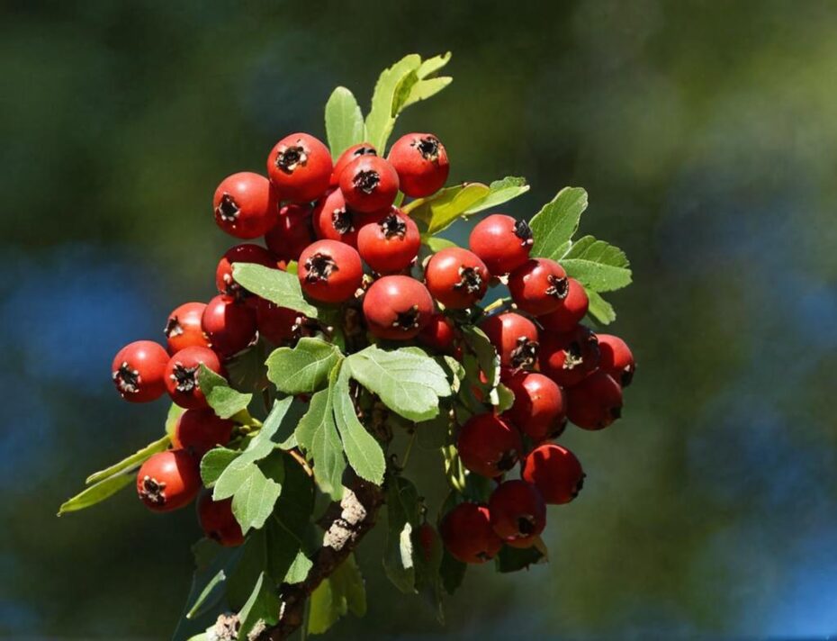 Crataegus