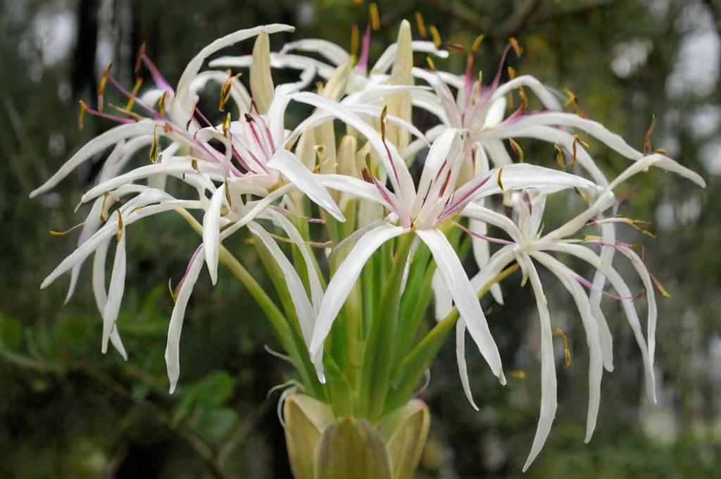 Crinum asiaticum: características y cuidados principales