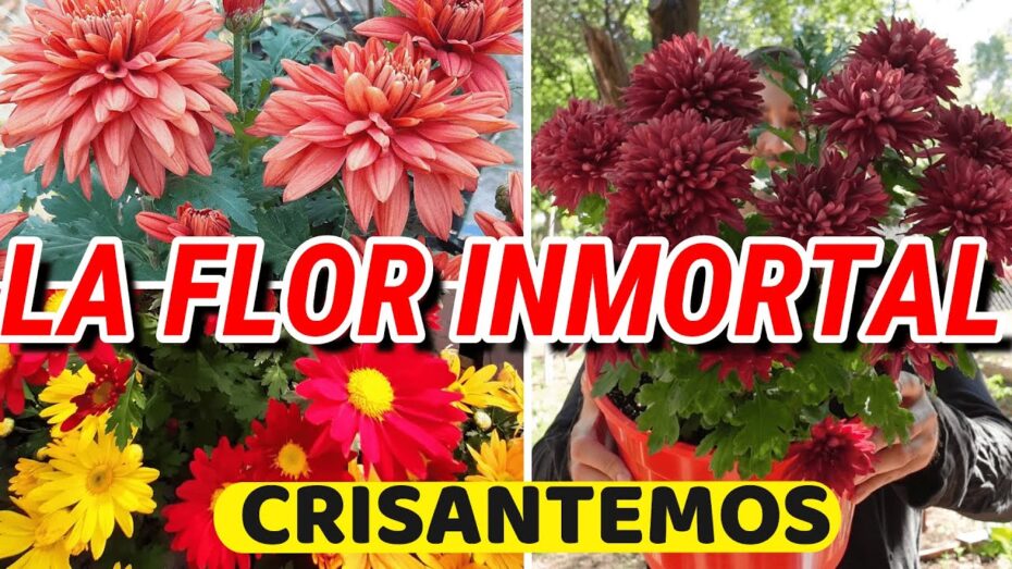 Crisantemos: Todo lo que necesitas saber sobre su cultivo al sol o sombra