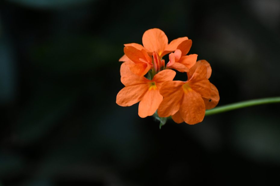 Crossandra infundibuliformis: Todo lo que necesitas saber sobre esta planta de belleza única