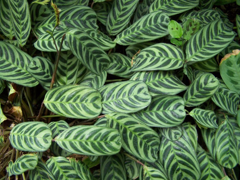 Ctenanthe burle marxii: Descubre todo sobre esta planta de interior con hojas exuberantes