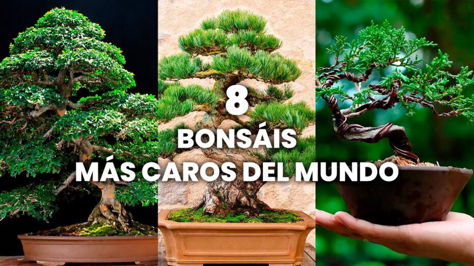 El bonsái más caro del mundo: Descubre cuál es y su precio