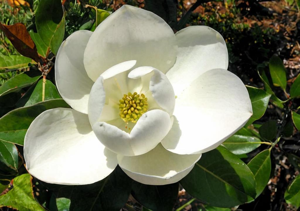 ¿Cuál es el color más común de la magnolia?